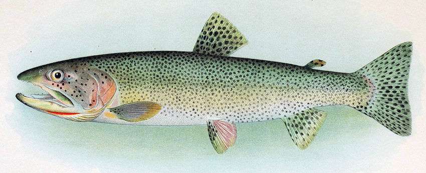 Cutthroat-trout