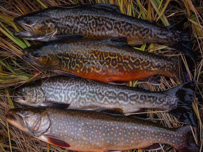 TROUT SPECIES 101 | Plus, Palomino vs Golden Rainbow