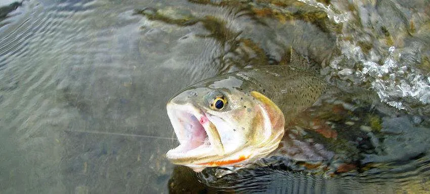 How To Catch Trout: Trout Fishing 101