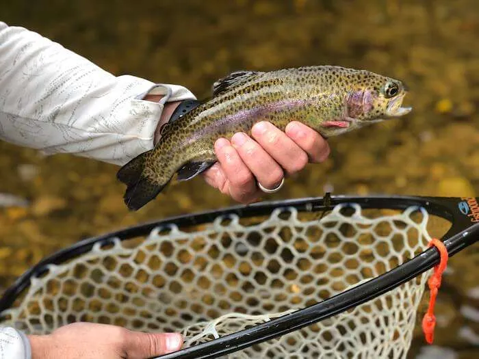 First fish on my tenkara rod and my DIY ultralight net! Wild rainbow in the  GSMNP 🎣 : r/flyfishing