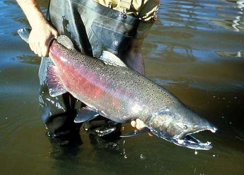 My lightest combo for salmon spinning - love it ! What's yours