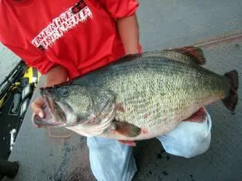 largest bass in the world